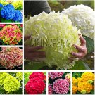 Rare 20 pcs/Bag Hydrangea Bonsai Mixed Color Japan Hydrangea Bonsai