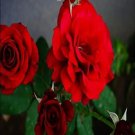 Rare 50 PCS Rieger Begonias Begonia Seeds - Dark Red Color