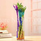 Rare 10 Pcs Rainbow Lucky Bamboo Bonsai Small Potted Plants Purify Dracaena