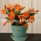 Rare 100 pcs/Bag Hanging Schlumbergera Zygocactus Flores Bonsai Christmas