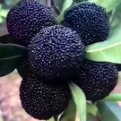 Rare Myrica Rubra, Black Bayberry 20 seeds