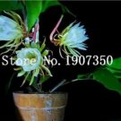 Rare 100 Pcs Epiphyllum Anguliger Fishbone Succulent Zig Zag Cactus