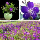 Rare Tibouchina Seecandra Bonsai Potted Plants Flowers Bonsai 100 Pcs/Pack Flowers