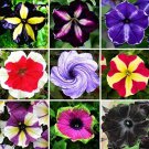 Rare 100 pcs Rare Beautiful Petunia Flower Plants 24 Kinds of Petunia Flower