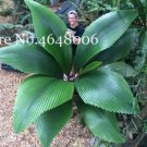Rare 100 Pcs/Bag Purple Travelers Palm Flores Bonsai, Ravenala Madagascariensis Chinese