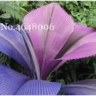 Rare 100 Pcs/Bag Purple Travelers Palm Flores Bonsai, Ravenala Madagascariensis Chinese