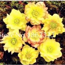 Rare 100 pcs/Bag Unique Mixed Colors Japanese Bonsai Potted,Helleborus Flower