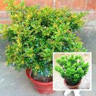 Rare 100 Pcs Aglaia Odorata Bonsai Rare Balcony Potted Plant Flower