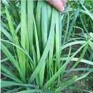 Rare 500 Pcs/Bag Chinese Broadleaf Chive Bonsai Garden Potted Leek Plants