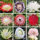 Rare 50 Bonsai/Pack Fresh Rare Protea Cynaroides Bonsai Easy Planting Rare Bonsai