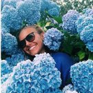 Rare 20 Pcs Chinese Colors Hydrangea Real Perennial Flower Garden
