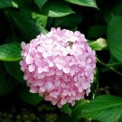 Rare 20 Pcs Chinese Colors Hydrangea Real Perennial Flower Garden