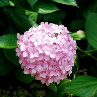 Rare 20 Pcs Chinese Colors Hydrangea Real Perennial Flower Garden