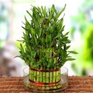 Rare 50 seeds Lucky Bamboo Bonsai Small Potted Plants Purify The Air Planting