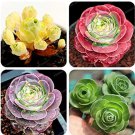 Rare 100 Pcs Green Rose Garden Greenovia Flower Plant Bonsai Succulent Plant