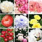 Rare 20 pcs/Bag Double Blooms Peony Heirloom Sorbet Robust Paeonia