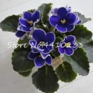 Rare 50 Pcs Mini Bonsai Violet Plants Colorful Rare African Flower for Garden