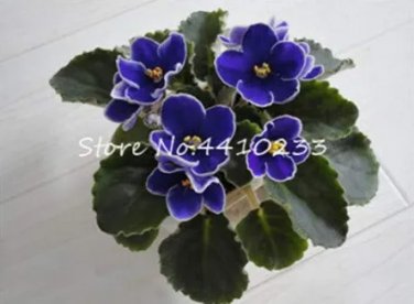 Rare 50 Pcs Mini Bonsai Violet Plants Colorful Rare African Flower for Garden