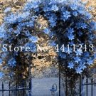 Rare 100 pcs/Bag Rare Climbing Jasmine Flower White Jasmine Bonsai