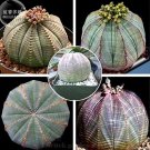 Rare 100 pcs Euphorbia Obesa Basketball Sea Urchin Professional Pack Living Baseball