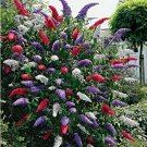 Rare 50 MIXED BUTTERFLY BUSH BUDDLEIA DAVIDII SEEDS