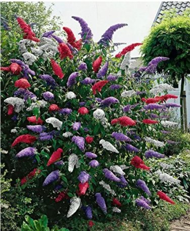Rare 50 MIXED BUTTERFLY BUSH BUDDLEIA DAVIDII SEEDS