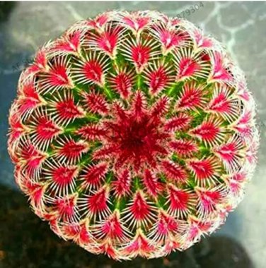 Rare 200 Pcs/Pack Egg Succulents Bonsai Echinopsis Tubiflora Cactus Flores Rare Flower