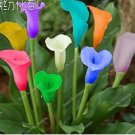Rare 100 Pcs Rainbow Calla Lily Plants Flower Plant Plants Seed Indoor Plants Flowers