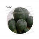 Rare 25 Pcs A Set Cactus Lobivia Peruviana Hendriksenianus oreocereus Articulata