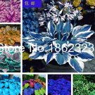 Rare 200 pcs Colorful hosta Flores Indoor Bonsai Flower