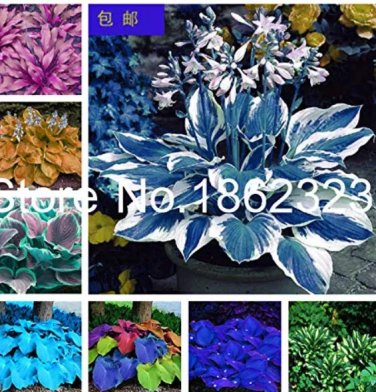 Rare 200 pcs Colorful hosta Flores Indoor Bonsai Flower