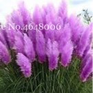 Rare 300 Pcs Colorful Pampas Grass Cortaderia Bonsai