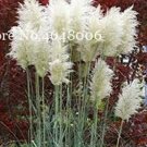 Rare 300 Pcs Colorful Pampas Grass Cortaderia Bonsai