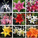 Rare 120 PCS Beautiful Lily Flower Seeds Mixed 9 Colors