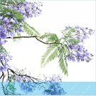 Rare 20 pcs Jacaranda mimosifolia Jacaranda Mimosa-leaved Jacaranda