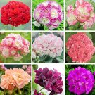 Rare 20 pcs Geranium Bonsai Apple Blossom Rosebud Pelargonium Hortorum Perennial Flower