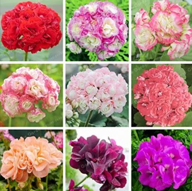 Rare 20 pcs Geranium Bonsai Apple Blossom Rosebud Pelargonium Hortorum Perennial Flower