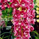 Rare 100 pcs Rare Cymbidium Orchid Plant African Cymbidiums Flores