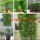 Rare 20 pcs/Bag Chinese Mini Moso Bamboo Phyllostachys heterocycla Pubescens
