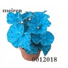 Rare 200 pcs Begonia Flower Seed Flowers Potted BSeed Garden Courtyard Balcony