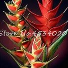 Rare 100 Pcs Heliconia Plant Bonsai,Perennial Flower Plants