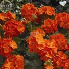 Rare Geranium Maverick Orange Perennial Flower 10+ Seeds