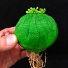 Rare Euphorbia obesa Basketball Sea Urchin Bonsai 100 Pieces, Living Baseball Golf Ball
