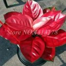 Rare 100 Beautiful Aglaonema 'Pink Dud' Mosaic Plants Flower Rare Living Rooms Bonsai Outdoor Garden