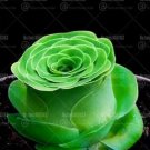 Rare 200 pcs Mountain Rose Succulents Bonsai Plants Perennial Indoor Succulent Plant