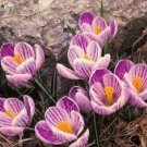 Rare 20 pcs Rare Saffron Plants Beautiful Rainbow Saffron Garden Flowers