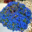 Rare 500 pcs Creeping Thyme Bonsai or Blue Rock CRESS Plant