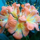 Rare 1 PCS Medium Flower Real Bowl clivia pots Bonsai Garden Blooming Plants