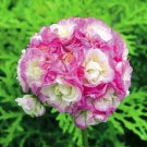 Rare 20 seeds geranium Bonsai Apple Blossom Rosebud Pelargonium Hortorum Perennial Flower