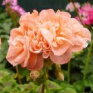 Rare 20 seeds geranium Bonsai Apple Blossom Rosebud Pelargonium Hortorum Perennial Flower